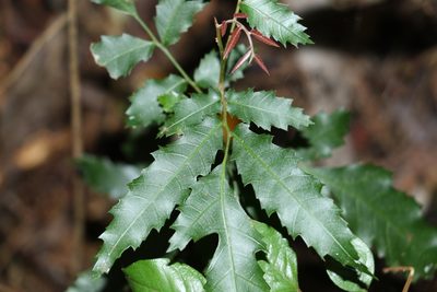 Elattostachys nervosa, photographed by Greg Tasney