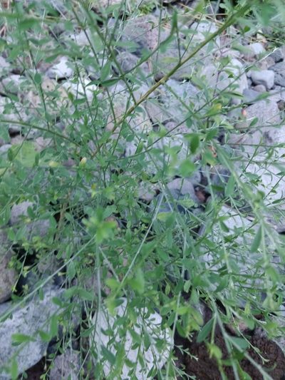 Genista tenera, photographed by Vítor Jorge