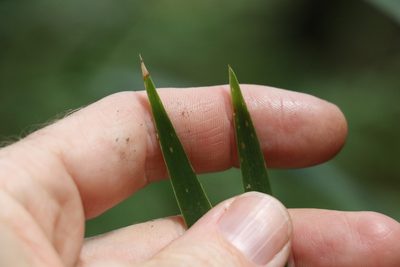 Lomandra spicata, photographed by Greg Tasney