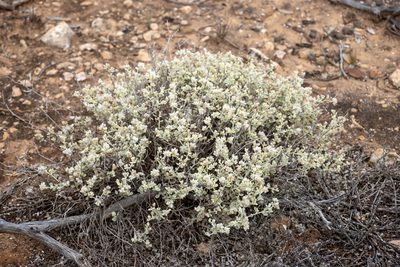Ptilotus obovatus, photographed by T. Hammer