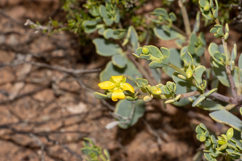 Roepera glauca, photographed by T. Hammer