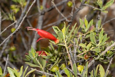 Eremophila glabra, photographed by T. Hammer