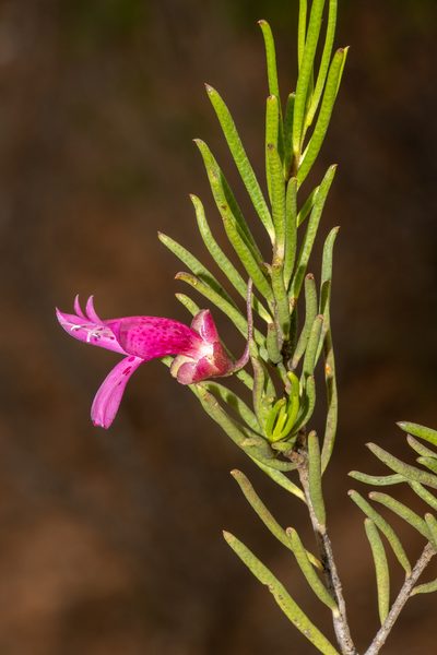 Eremophila alternifolia, photographed by T. Hammer