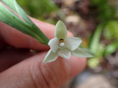 Thelymitra longifolia, photographed by Lisa Bennett