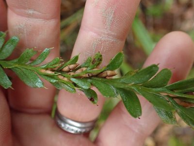 Tmesipteris tannensis, photographed by Lisa Bennett