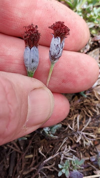 Porophyllum linifolium, photographed by Roderick Cameron