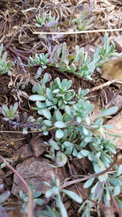Porophyllum linifolium, photographed by Roderick Cameron