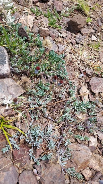 Porophyllum linifolium, photographed by Roderick Cameron