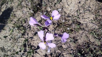 Moricandia arvensis, photographed by Sara Navarro