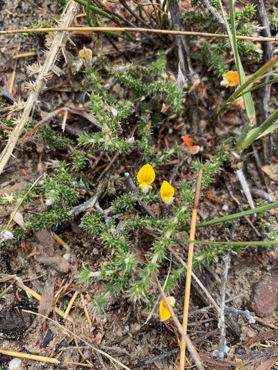 Aspalathus aristifolia, photographed by Dave Richardson