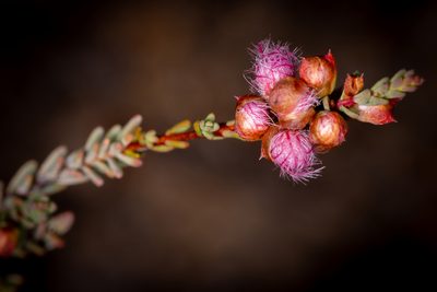 Verticordia bifimbriata, photographed by Cal Wood