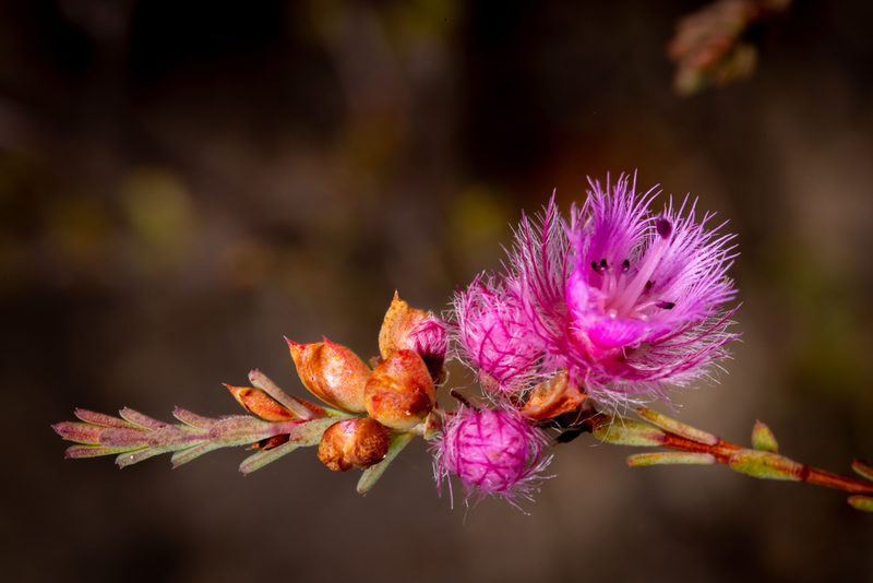 Verticordia bifimbriata, photographed by Cal Wood