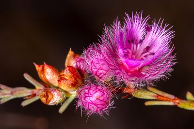 Verticordia bifimbriata, photographed by Cal Wood