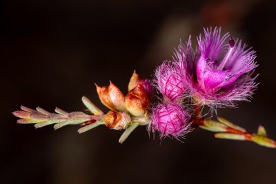 Verticordia bifimbriata, photographed by Cal Wood