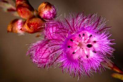 Verticordia bifimbriata, photographed by Cal Wood