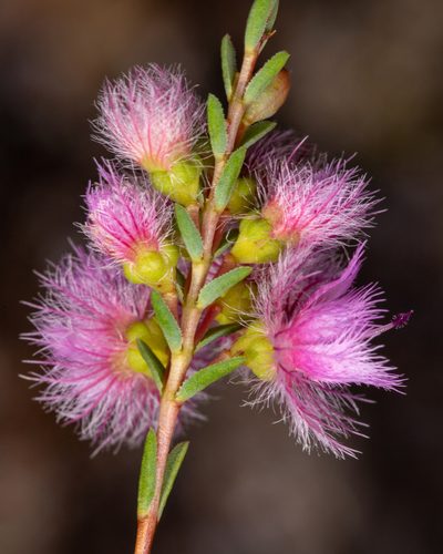 Verticordia bifimbriata, photographed by Cal Wood