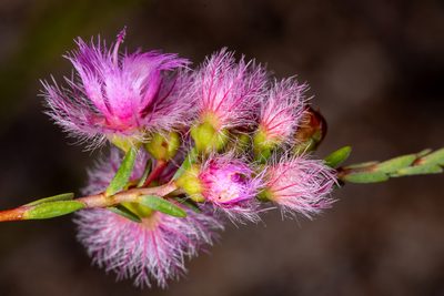 Verticordia bifimbriata, photographed by Cal Wood