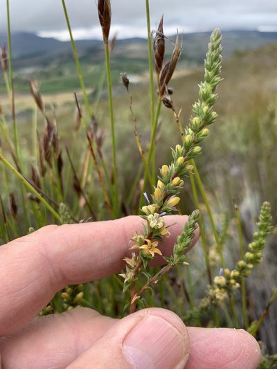 Wahlenbergia macrostachys, photographed by Dave Richardson