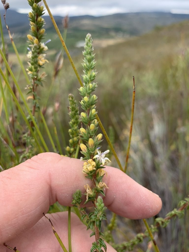 Wahlenbergia macrostachys, photographed by Dave Richardson