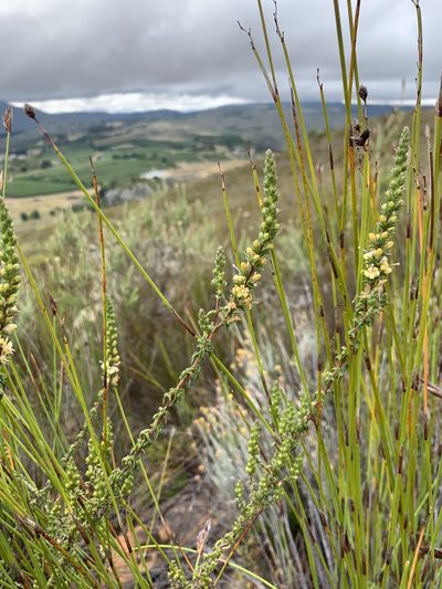 Wahlenbergia macrostachys, photographed by Dave Richardson