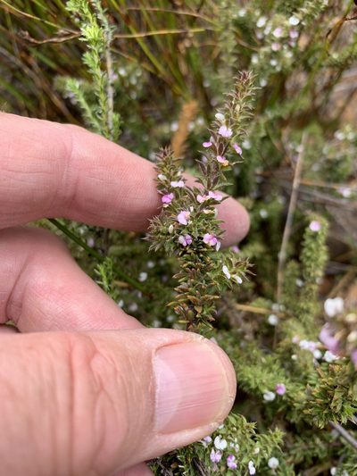 Muraltia arachnoidea, photographed by Dave Richardson