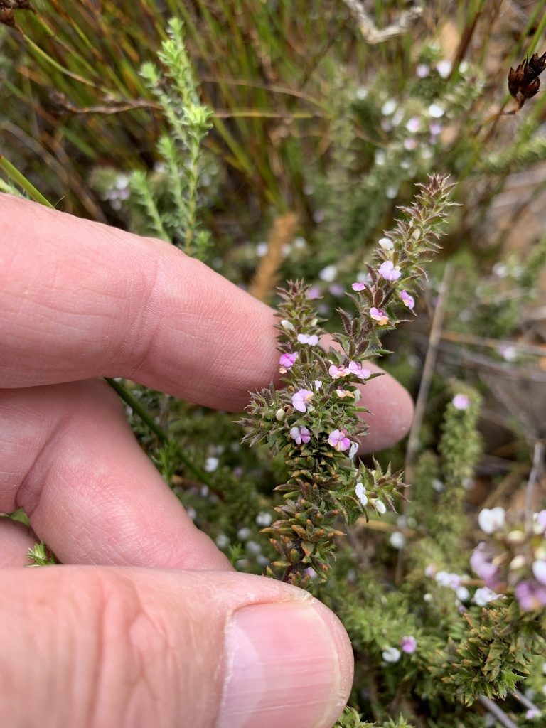 Muraltia arachnoidea, photographed by Dave Richardson