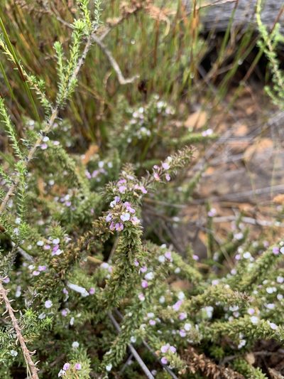 Muraltia arachnoidea, photographed by Dave Richardson