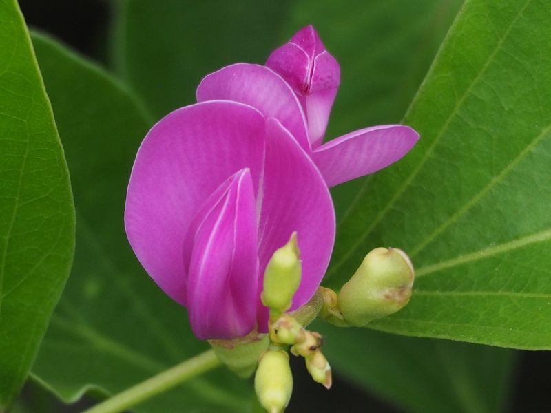 Canavalia lineata, photographed by 葉子