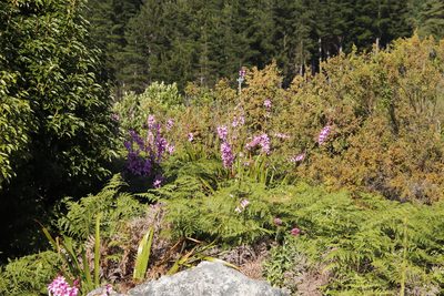 Watsonia borbonica, photographed by Tony Rebelo