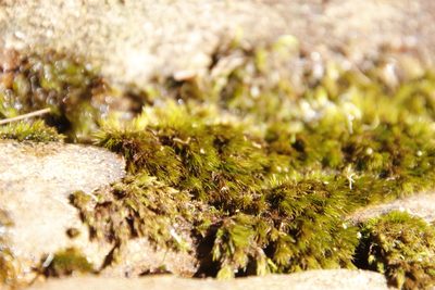 Leucoloma sprengelianum, photographed by Tony Rebelo
