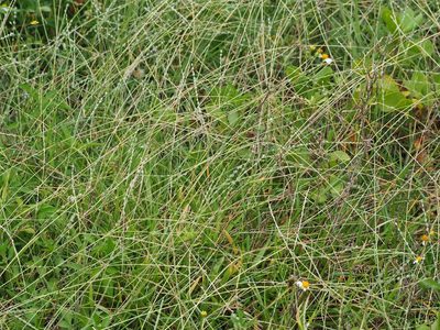Digitaria heterantha, photographed by 葉子