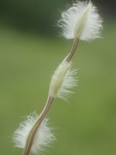 Digitaria heterantha, photographed by 葉子