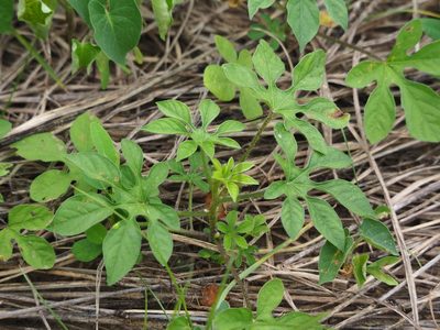 Ipomoea pes-tigridis, photographed by 葉子
