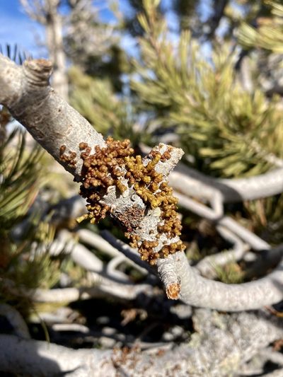 Arceuthobium cyanocarpum, photographed by Caleb Catto
