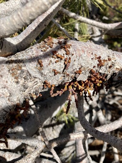 Arceuthobium cyanocarpum, photographed by Caleb Catto
