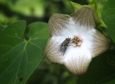 Polystemma guatemalense, photographed by adel-fridus