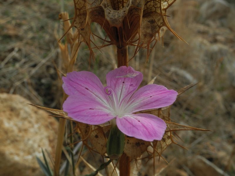 Dianthus strictus, photographed by Dmitry Babin