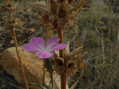 Dianthus strictus, photographed by Dmitry Babin