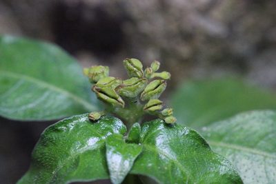 Ophiorrhiza pumila, photographed by Agnes Trekker