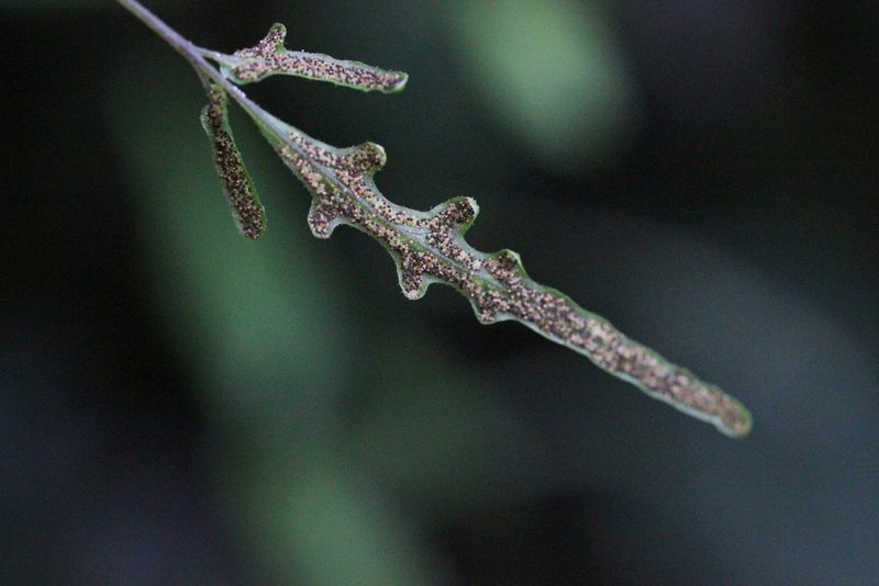 Tectaria zeilanica, photographed by Agnes Trekker