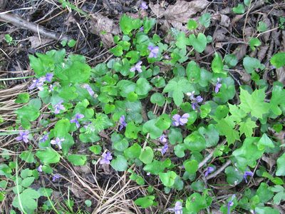Viola uliginosa, photographed by art_leostrin