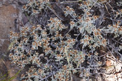 Helichrysum tinctum, photographed by Tony Rebelo