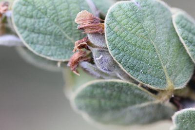 Phyllodium elegans, photographed by Agnes Trekker