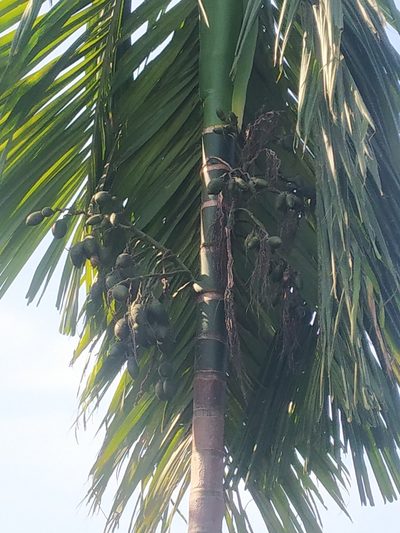Areca catechu, photographed by S.MORE