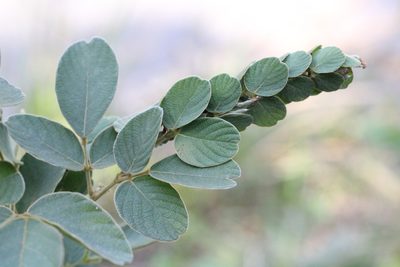 Phyllodium elegans, photographed by Agnes Trekker
