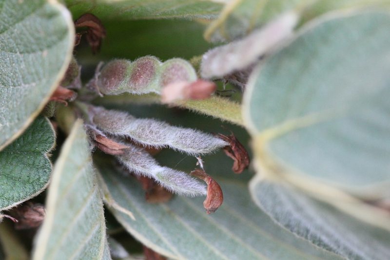 Phyllodium elegans, photographed by Agnes Trekker