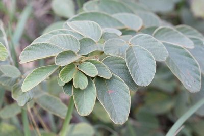 Phyllodium elegans, photographed by Agnes Trekker