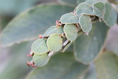 Phyllodium elegans, photographed by Agnes Trekker