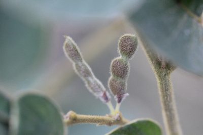 Phyllodium elegans, photographed by Agnes Trekker