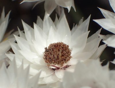 Achyranthemum paniculatum, photographed by Nicola van Berkel